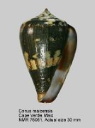 Conus maioensis (2)